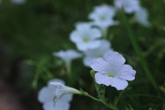 白妙の花