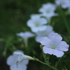 白妙の花