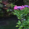 川辺の紫陽花