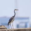 海を見つめて