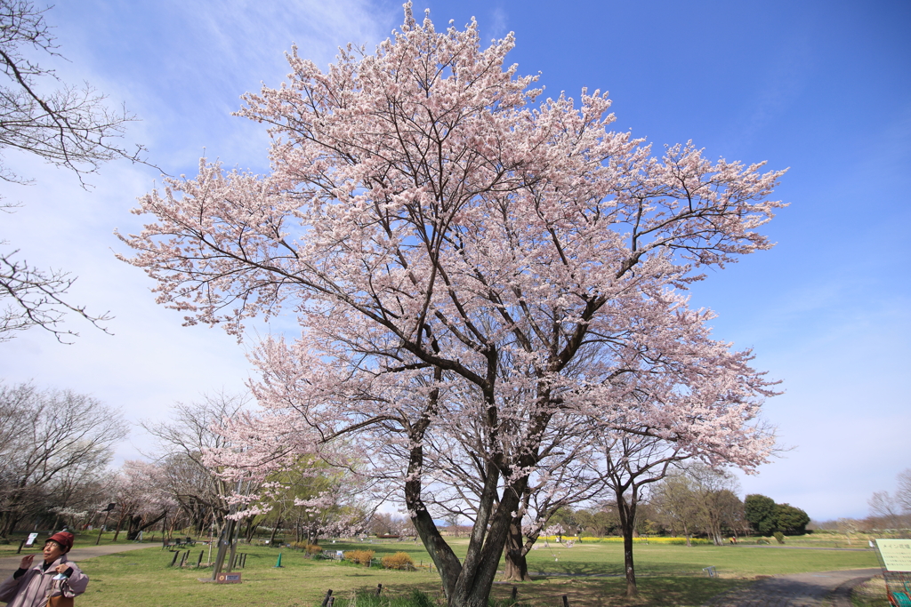4月の空に