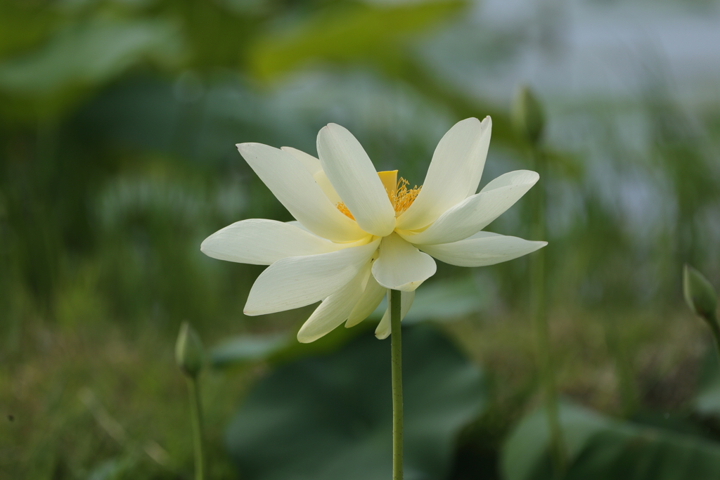 田んぼに輝く白