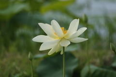 田んぼに輝く白