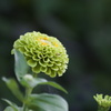 ZINNIA 'QUEEN LIME'