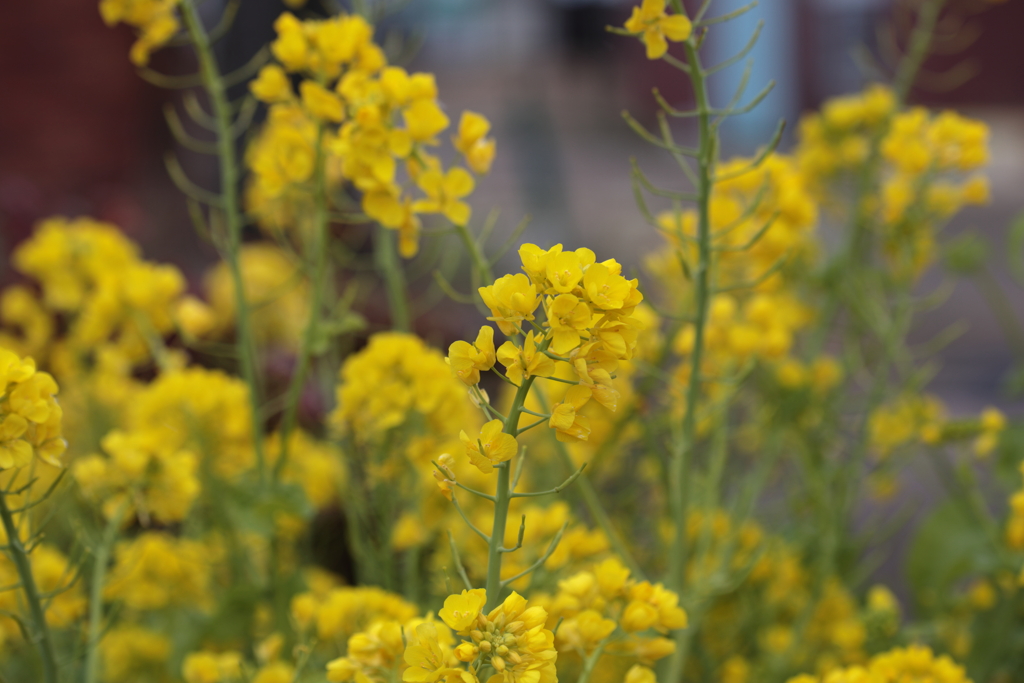 菜の花