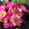 軽いピンクの花