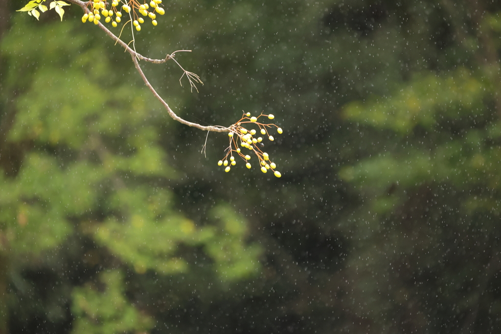 雨の日のセンダン