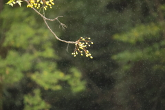 雨の日のセンダン