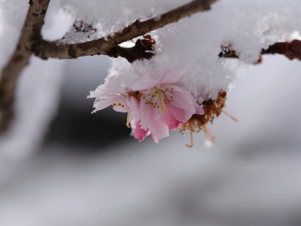 雪と桜と