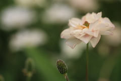 やさしく