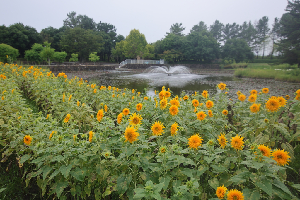 ひまわり咲く公園