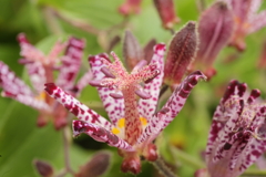 ピンクのヒョウ柄