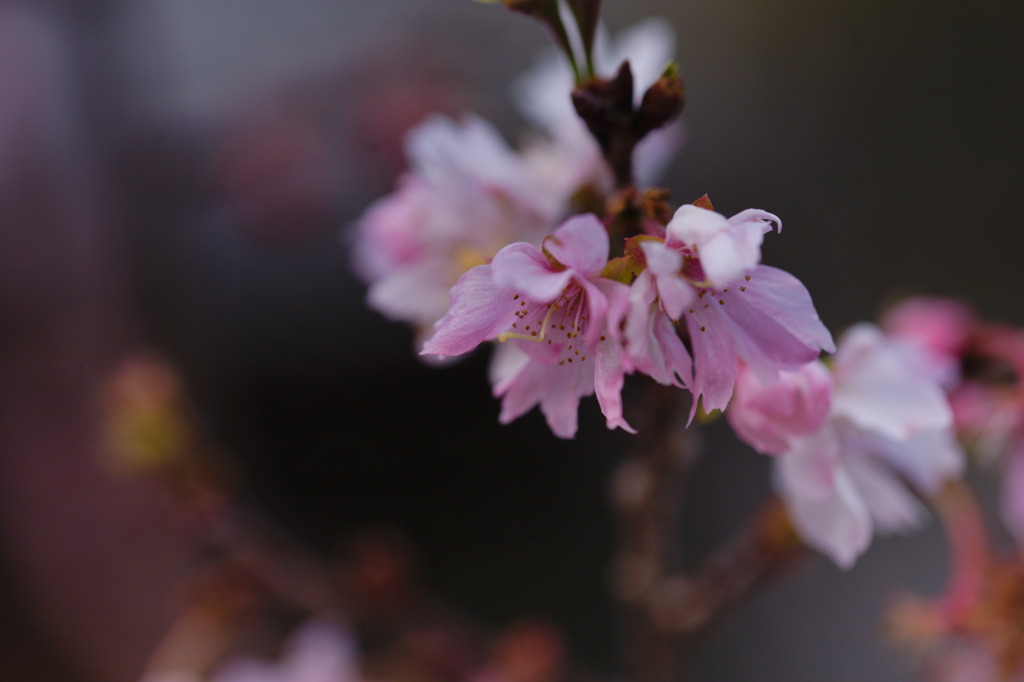 寒桜