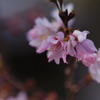 寒桜