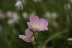 初夏の花