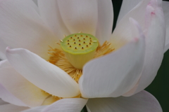 れんこんの花