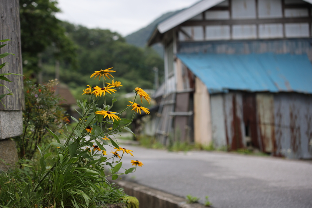 山村に咲く花