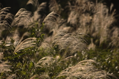 秋の野