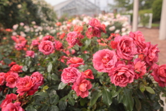 花園