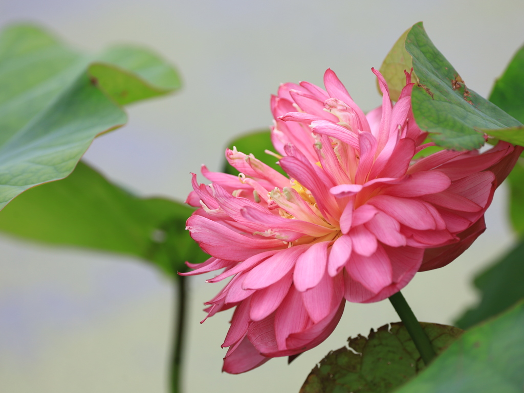 赤花蓮根