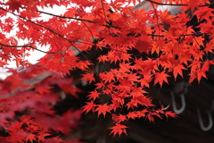 赤と黒