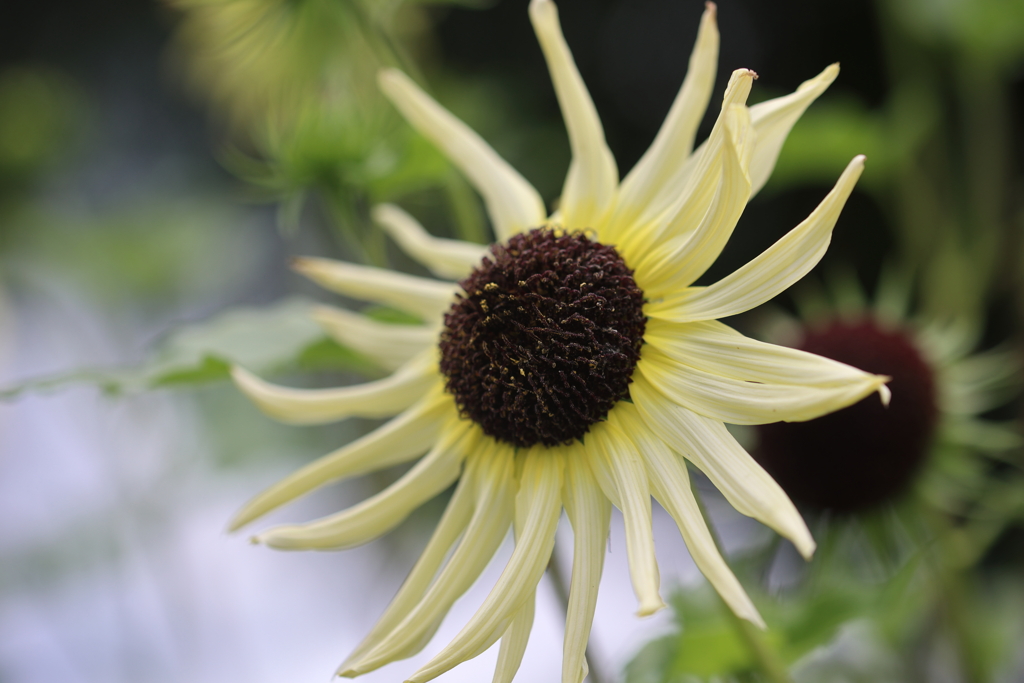 太陽の花