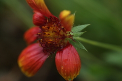 ガイラルディアアリゾナ