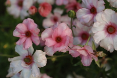 花花