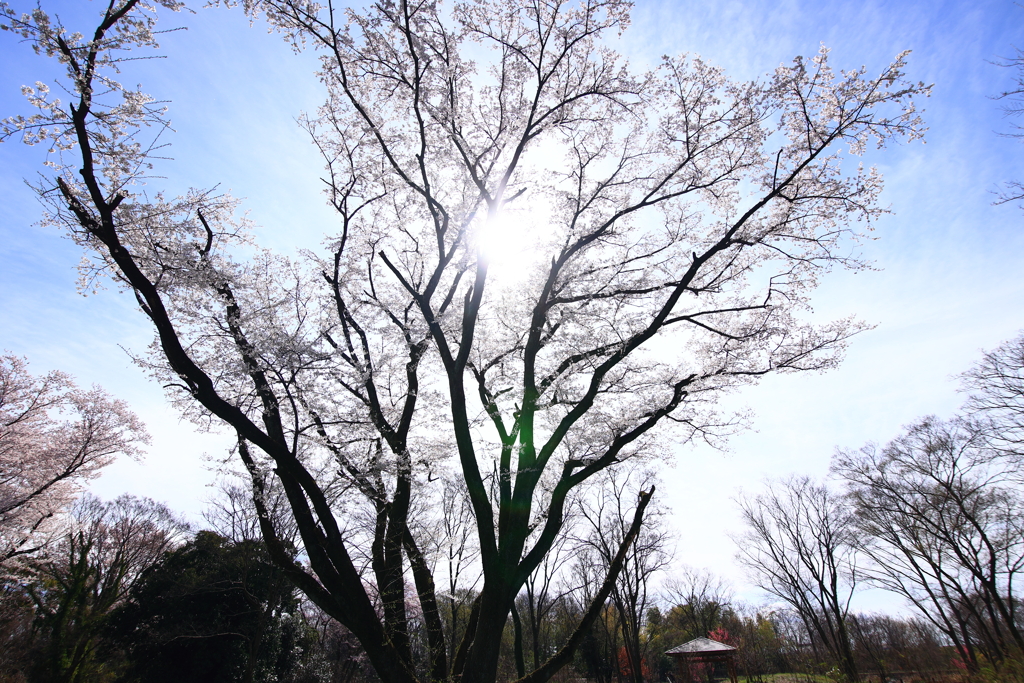 太陽と桜