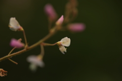 ちっちゃな花
