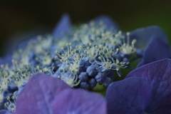 花が咲く