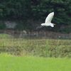 緑の中を飛ぶ