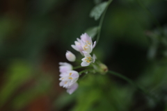 可愛い花