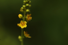 ちっちゃな花 ちっちゃな花
