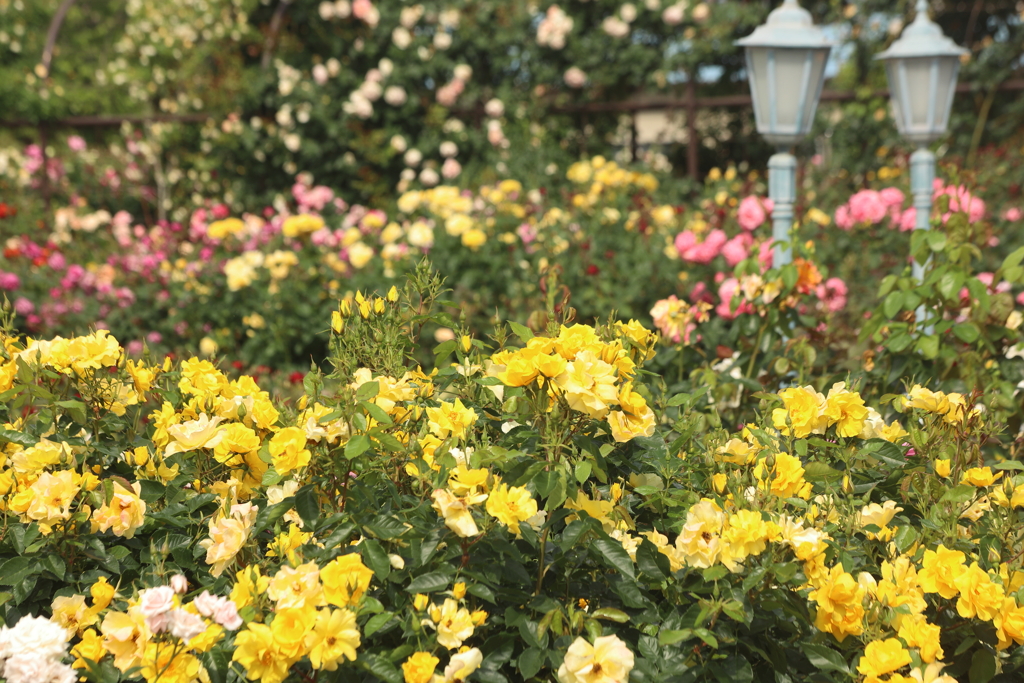花園