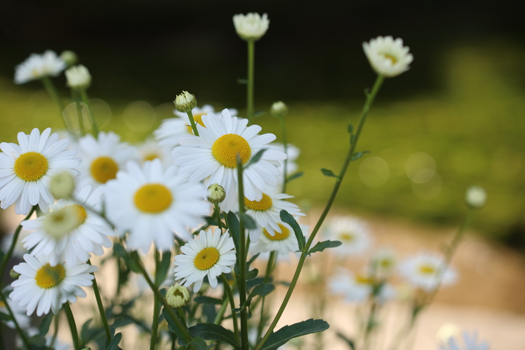 花