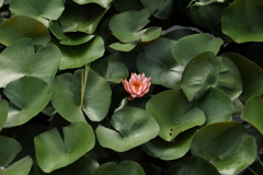 控えめな花