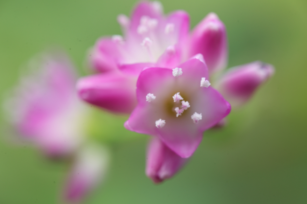 和菓子な花