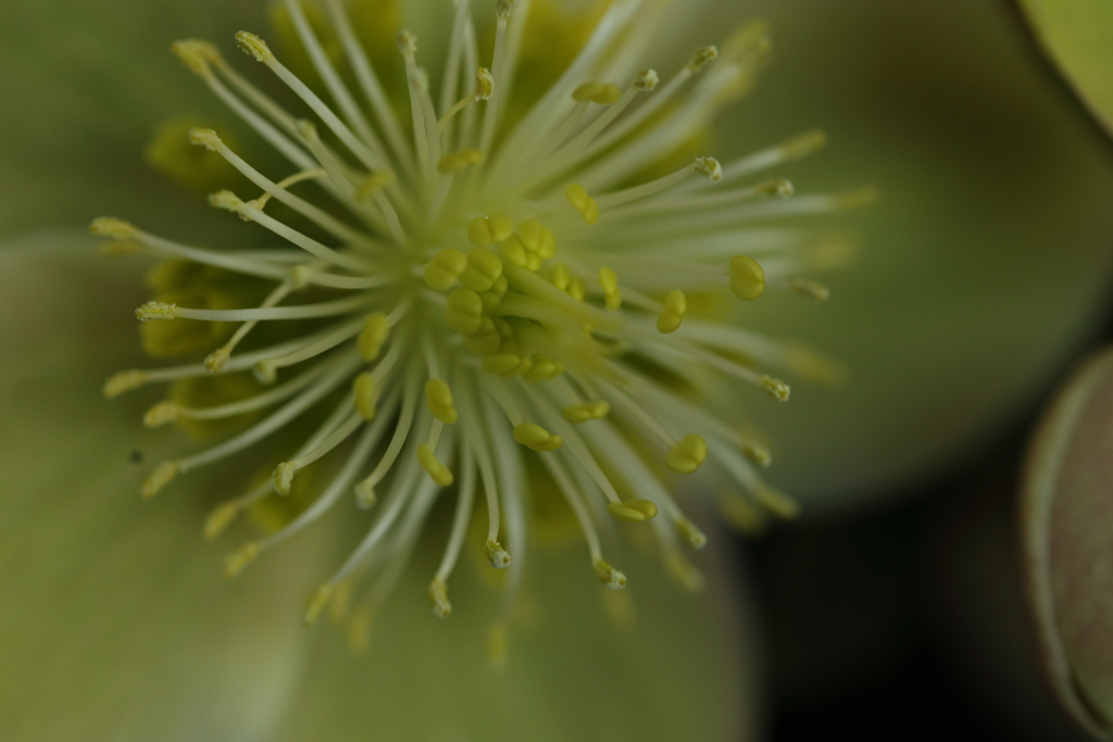 花粉が飛びます