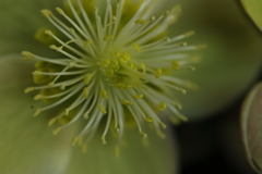 花粉が飛びます