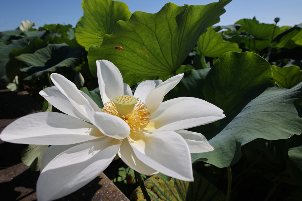 夏