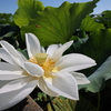 夏
