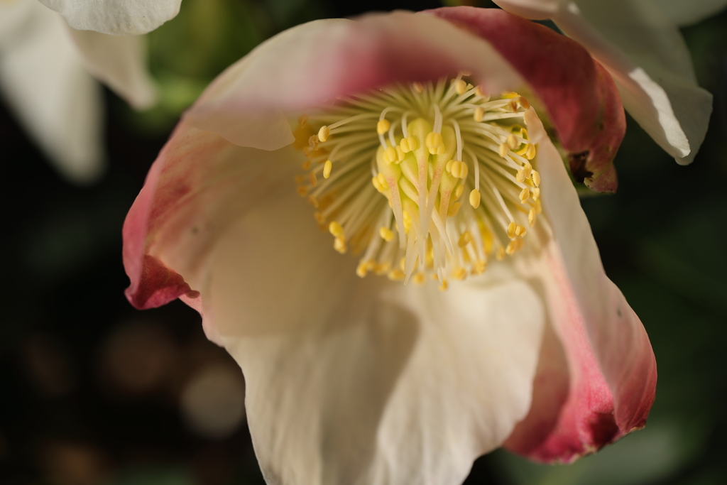 クリスマス（冬）に咲くバラに似た花