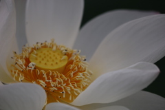 れんこんの花