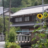 街道のひまわり
