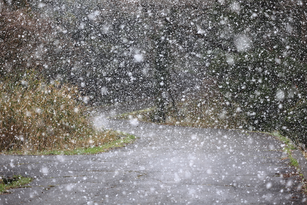 なごり雪