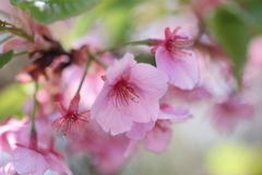 河津桜