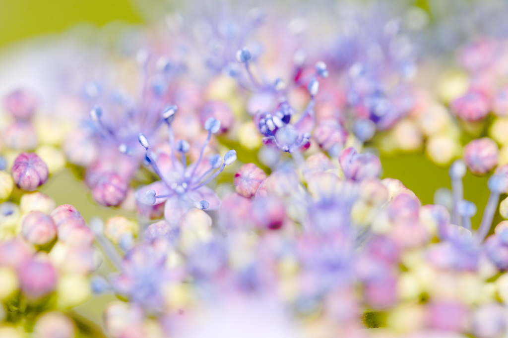 華