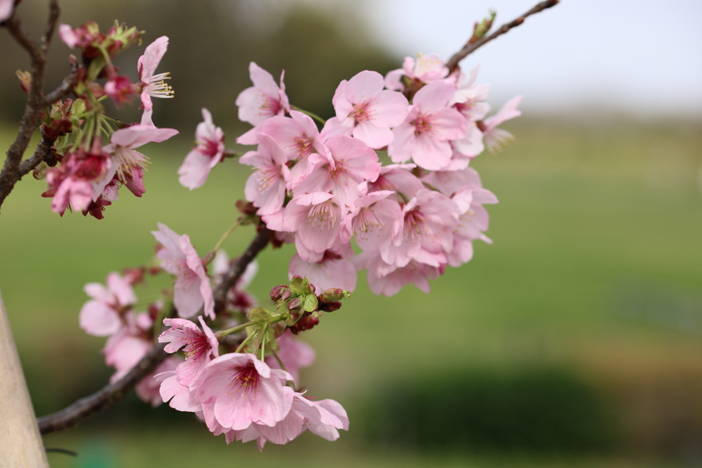 陽光桜