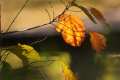 紅葉